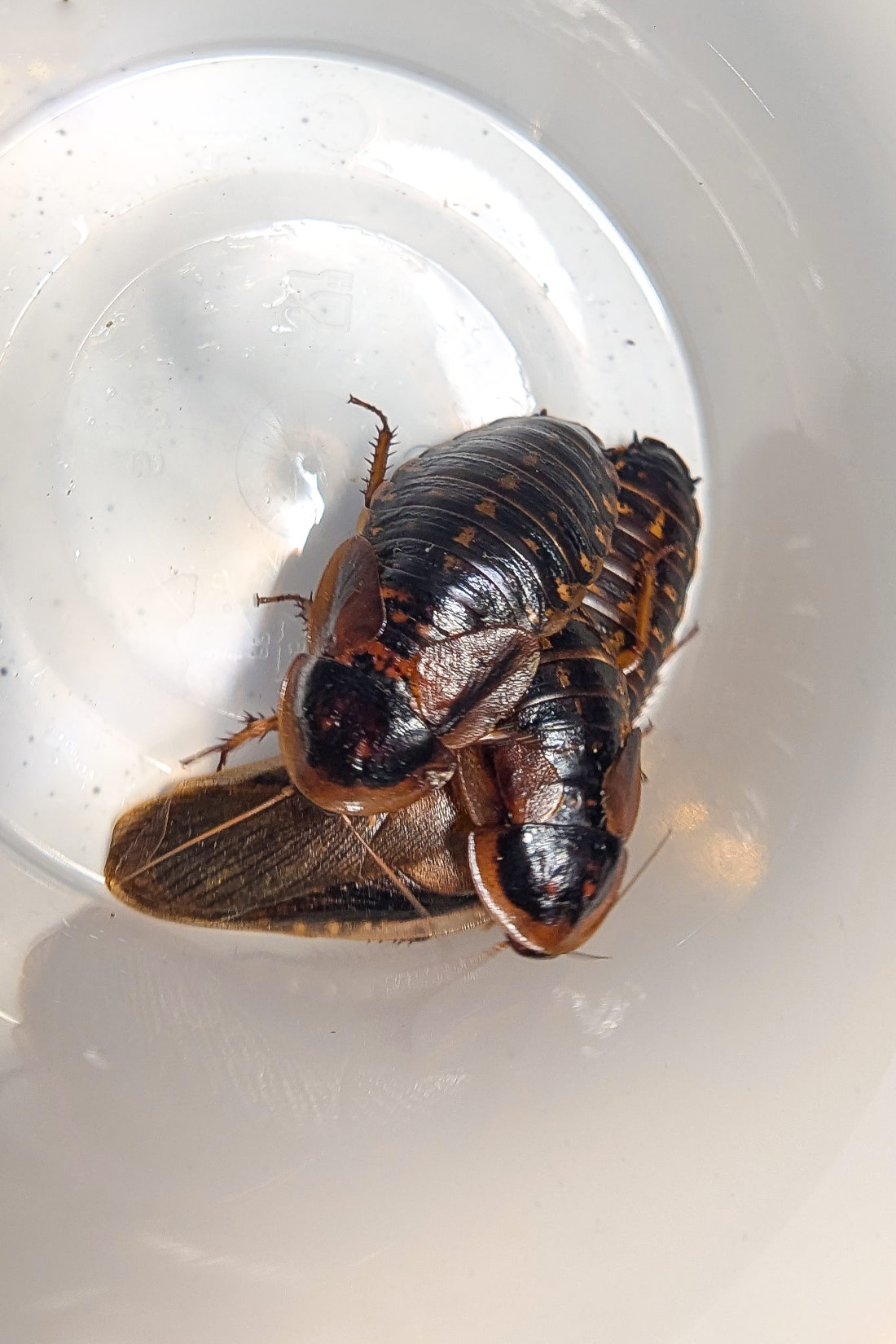 adult dubia roaches