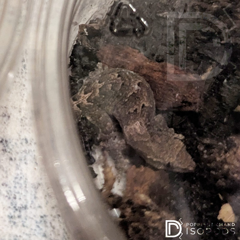 mourning gecko