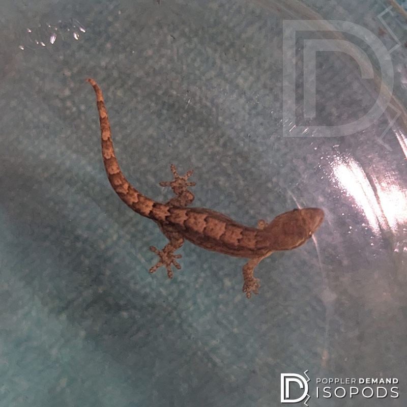 mourning gecko