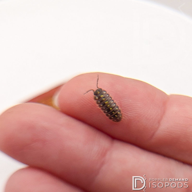 armadillidium klugii montenegro "clown" isopod on my finger
