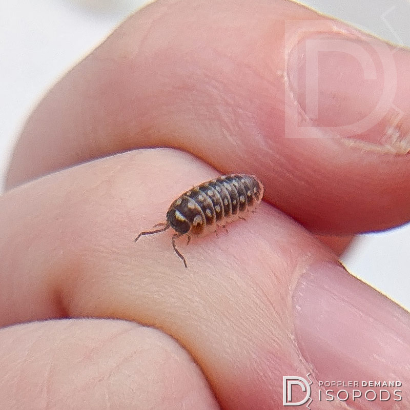 armadillidium klugii "slano" isopods