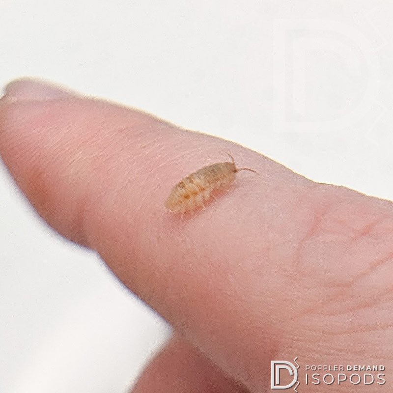 armadillidium nasatum "cumming" isopod on my finger