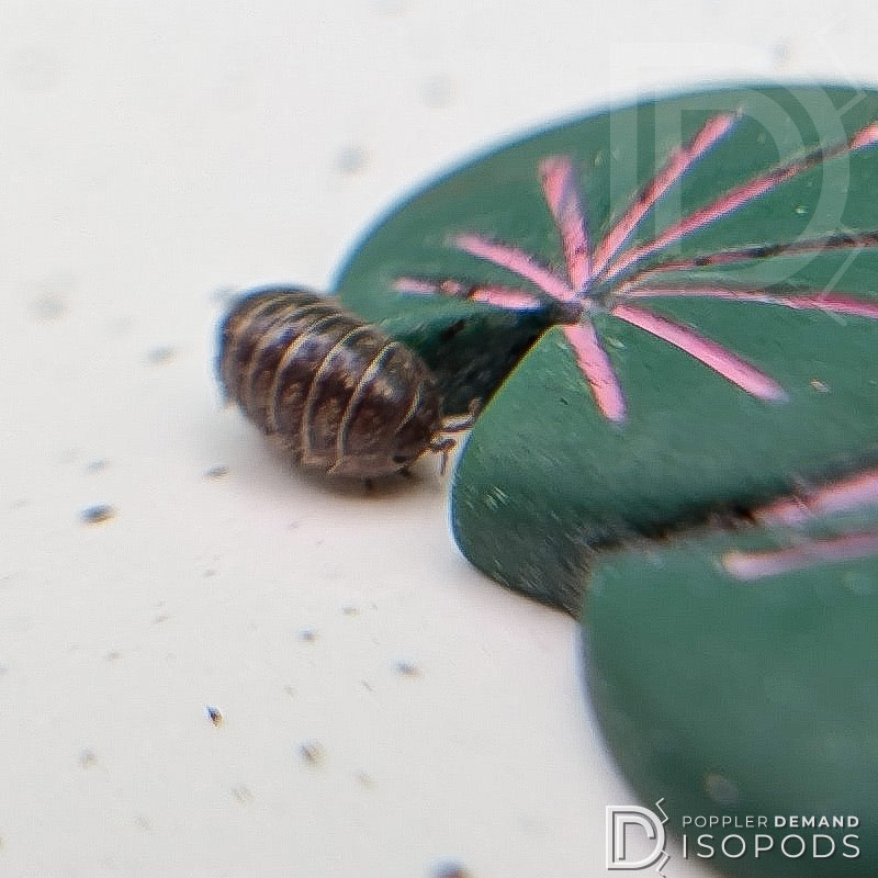 armadillidium vulgare "Punta Cana" isopod