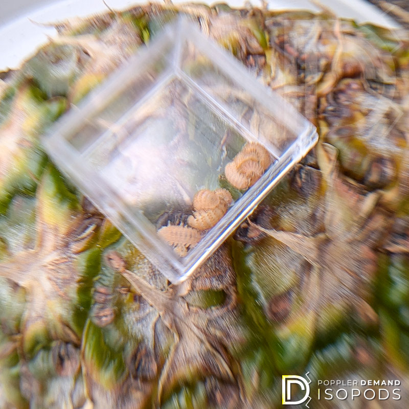cristarmadillidium muricatum "pineapple spiky" isopods