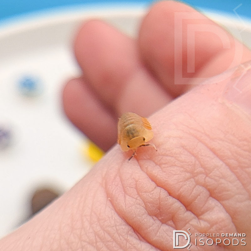 cubaris sp "blonde ducky" isopod on my thumb