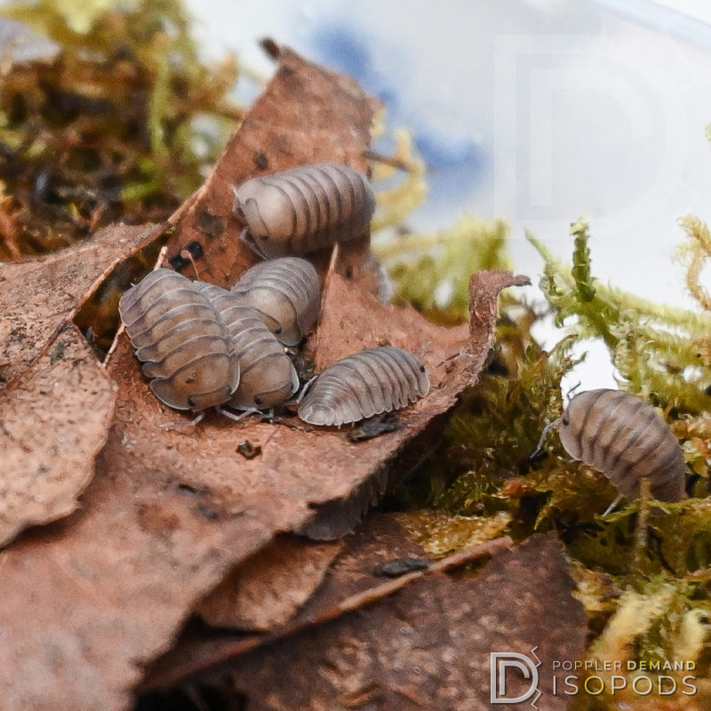 cubaris sp blue pigeon isopods in moss and leaves