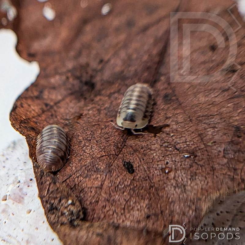 cubaris sp green laser isopods crawling on a brown leaf