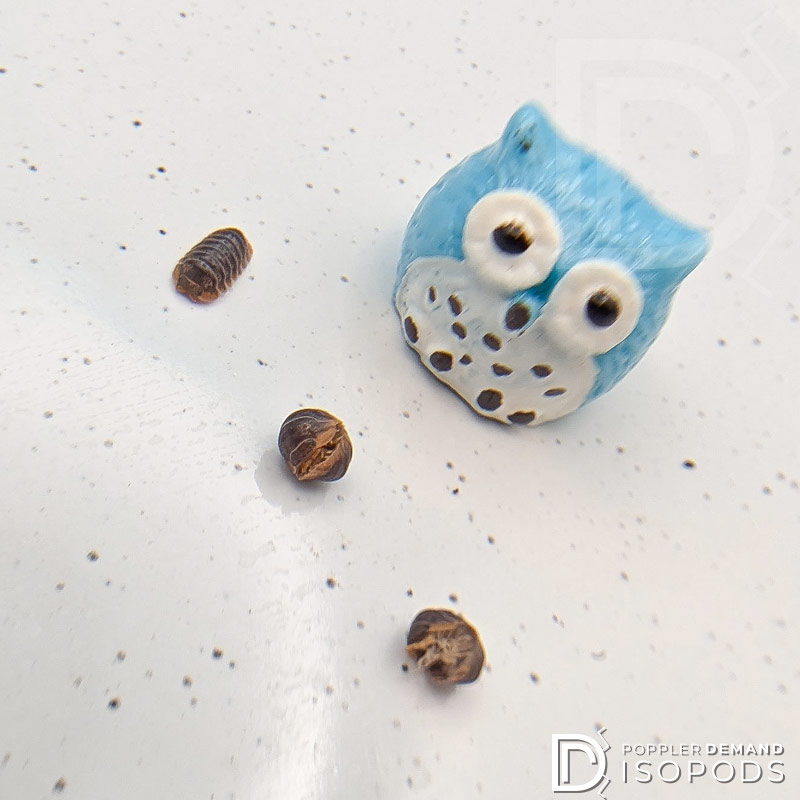 cubaris sp "miyako" isopods, two rolled in a ball