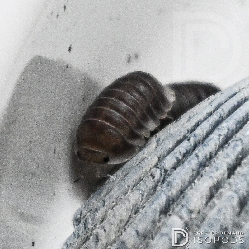 cubaris sp penguin isopod crawling over others
