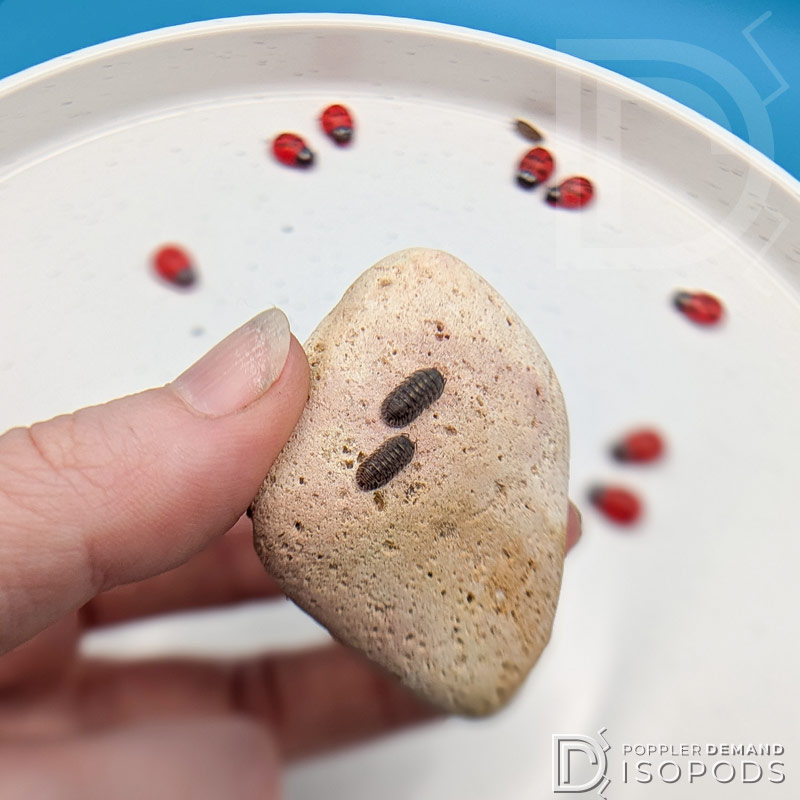 cubaris sp "platin tung song" isopods on a rock