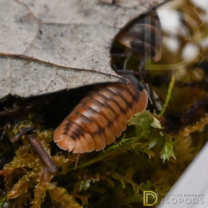 nesodillo sp red tiger isopod tucked between moss and a leaf