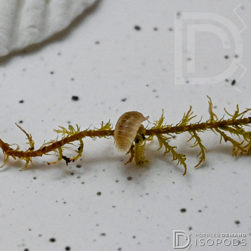 porcellio sp spiky canare ivory isopod crawling on moss