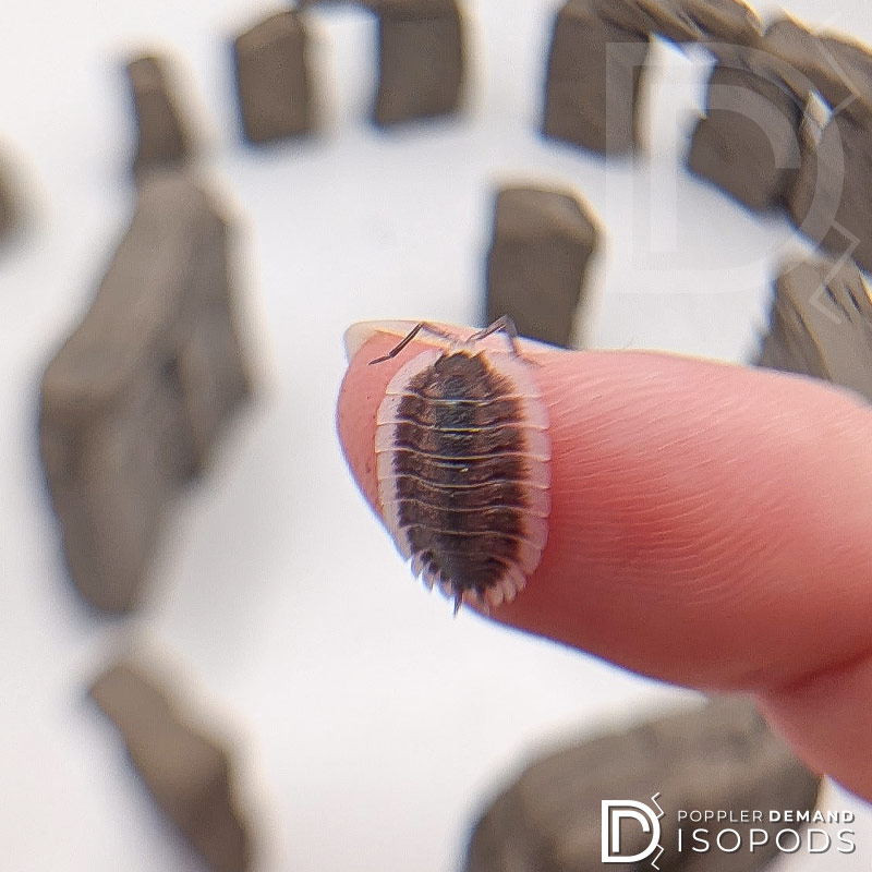 porcellio werneri "greek shield" isopod on my finger