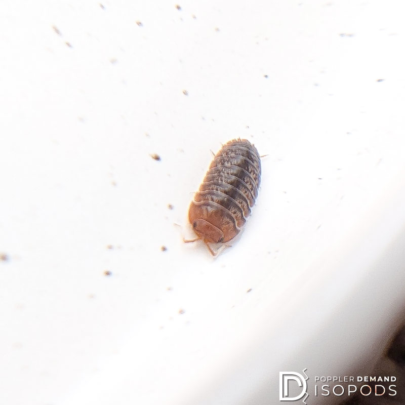 sinodillo sp "vietnam" isopod