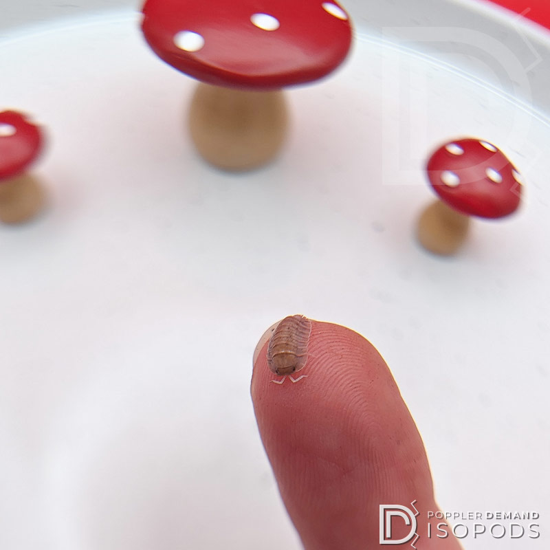 troglodillo sp. "soil" isopod crawling on my finger